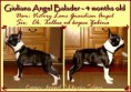 /album/balader-d-litter-victory-lane-guardian-angel-x-lex-/giuliana-jpg/